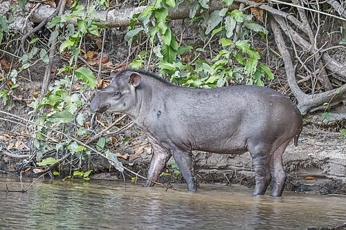 South American tapir